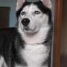 Elwood